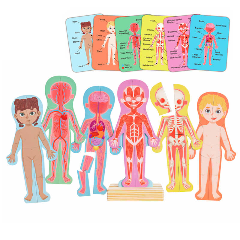 Puzzle Cuerpo Humano - Imagen 2
